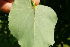 winter-linde-blatt-unterseite