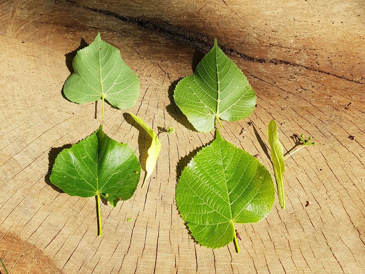 Unterschiede Von Sommer Winterlinde Pflanzen vielfalt