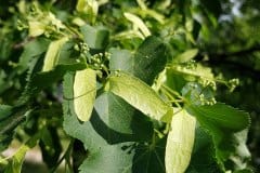 winter-linde-blueten-knospen