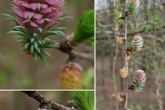 laerche-blueten-weiblich-maennlich