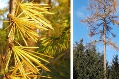 laerche-nadeln-herbstfaerbung-winter