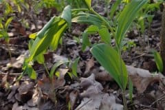 weisswurz-vielbluetige-jungpflanze