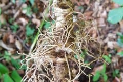 weisswurz-vielbluetige-rhizom-narben