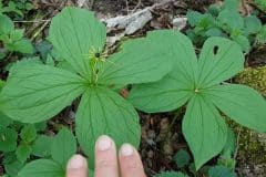 einbeere-blattvariationen