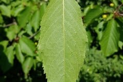 vogelkirsche-blatt-unterseite