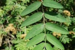 vogelbeere-eberesche-blatt-oberseite