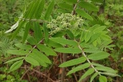 vogelbeere-eberesche-blueten-knospen