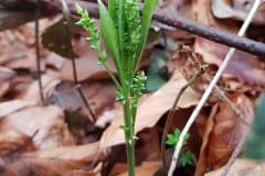 wald-bingelkraut-blueten-knospen