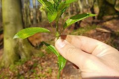 wald-bingelkraut-erscheinungsbild