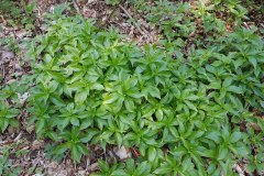 wald-bingelkraut-horst