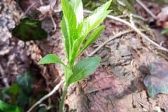 wald-bingelkraut-jungpflanze