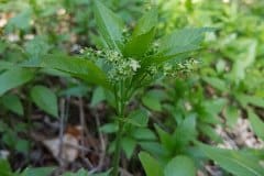 wald-bingelkraut-maennlich