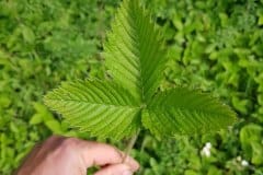 walderdbeere-blatt-oberseite