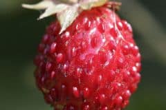 walderdbeere-frucht-detail