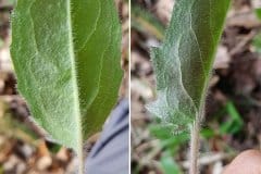 wald-habichtskraut-blaetter-behaarung