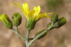 wald-habichtskraut-bluetenstand-seite