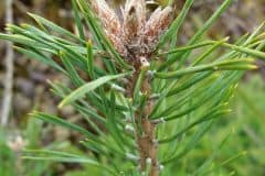 kiefer-wald-knospen