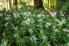 waldmeister-bestand