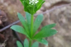 waldmeister-blueten-knospen