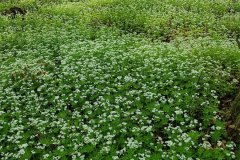 waldmeister-grossbestand