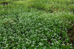 waldmeister-grossbestand