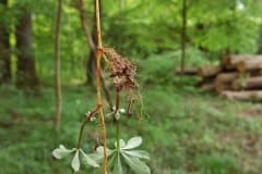 waldmeister-wurzeln