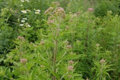 wasserdost-blueten-knospen