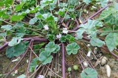 malev-weg-auslaeufer