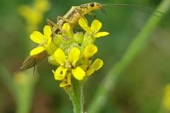 rauke-wegrauke-bestaeuber