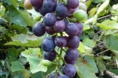 weinrebe-frucht-dunkel