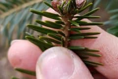 tanne-weiss-knospen