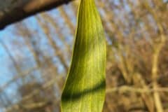 mistel-weissbaerige-einzelblatt