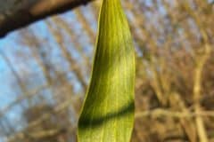 mistel-weissbaerige-einzelblatt