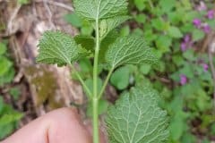 taubnessel-weisse-blatt-unterseite