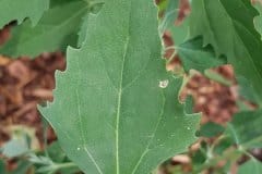 weisser-gaensefuss-blatt-oberseite