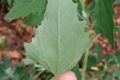 weisser-gaensefuss-blatt-unterseite