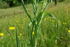 wiesen-bocksbart-staengel-blaetter