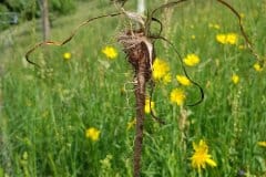 wiesen-bocksbart-wurzel