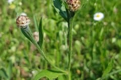 wiesen-flockenblume-bluetenknospen