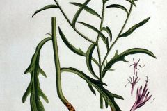 wiesen-flockenblume-illustration