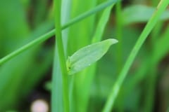 wiesen-glockenblume-staengel-blatt