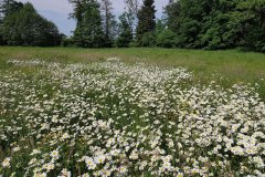 margerite-wiesen-bestand