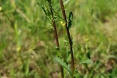 margerite-wiesen-blueten-knospen