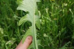 pippau-wiesen-blatt-unterseite