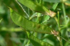 platterbse-wiesen-fruechte