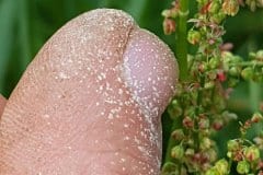 sauerampfer-wiesen-pollen