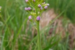 schaumkraut-wiesen-blueten-knospen