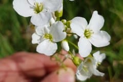 schaumkraut-wiesen-blueten-weiss