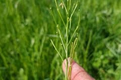 schaumkraut-wiesen-fruchtbeginn