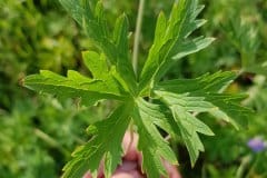 storchschnabel-wiesen-blatt